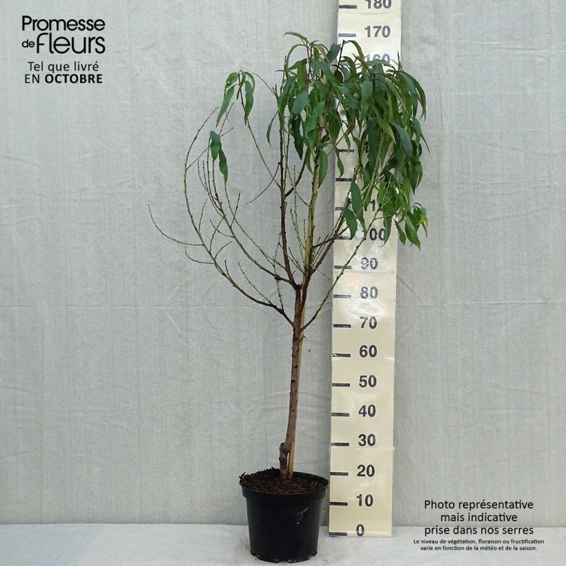 Example of Pfirsich Grosse Mignonne - Prunus persica Topf mit 7,5L/10L, Gobelet-Form as you get in automne