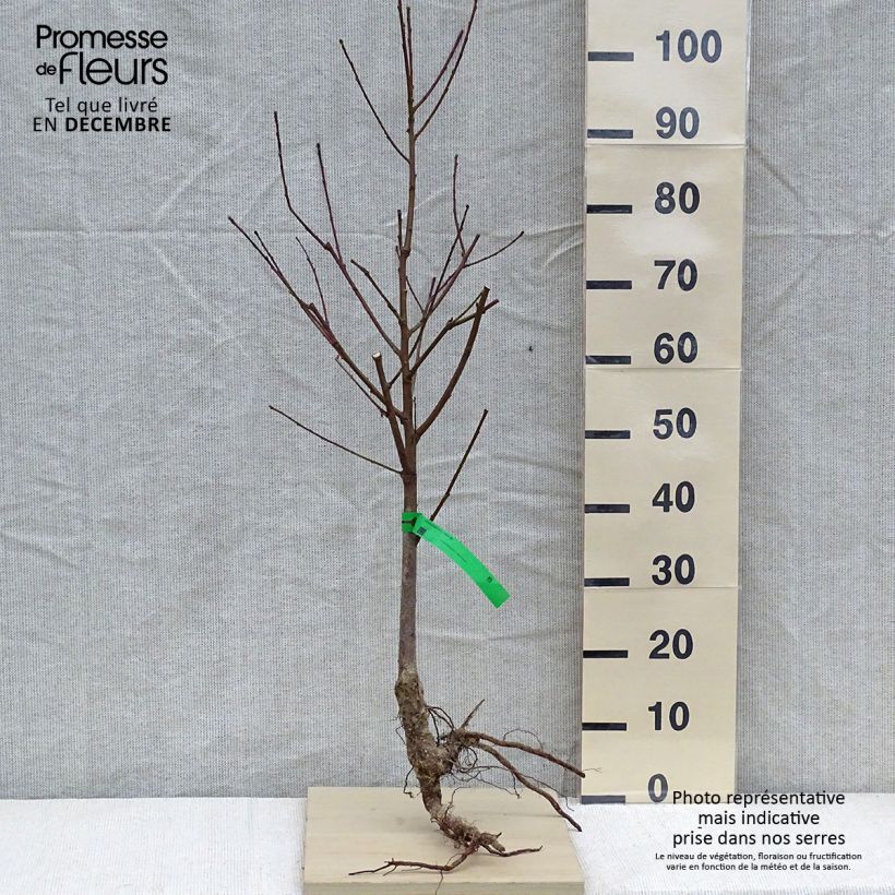 Example of Pfirsich J.H. Hale Bio - Prunus persica Wurzelnackt, Heister as you get in hiver