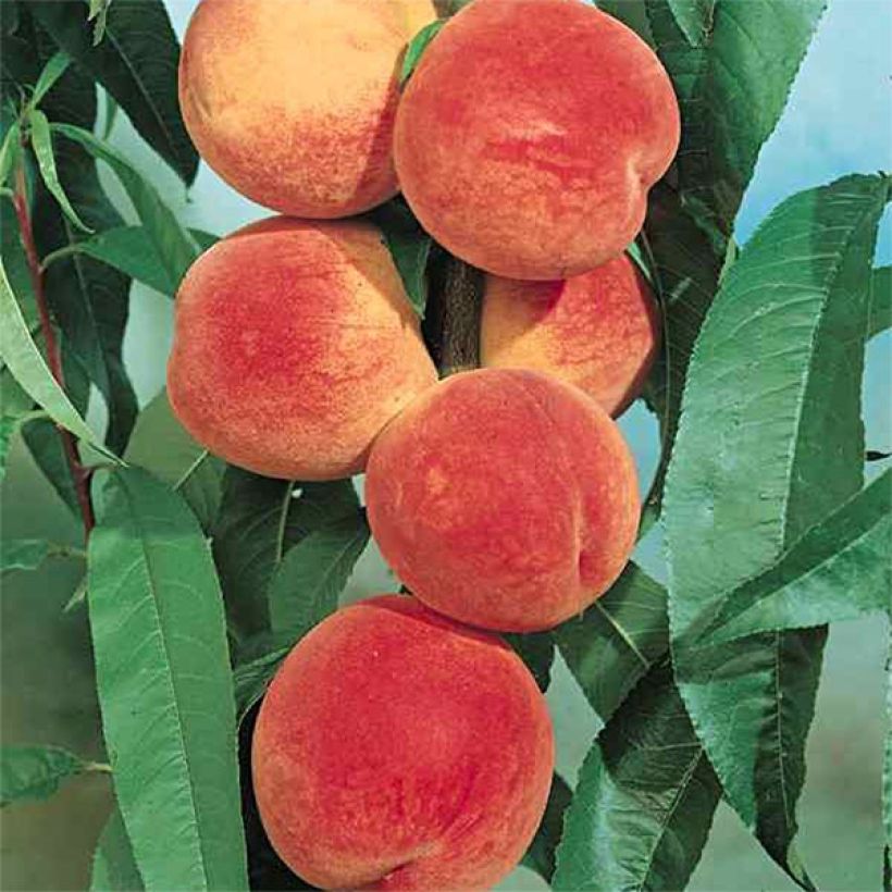 Pfirsich J.H. Hale Bio - Prunus persica (Harvest)