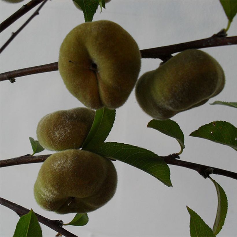 Pfirsich Jalousia - Prunus persica (Harvest)