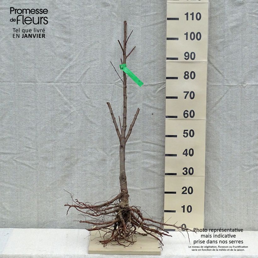 Example of Pfirsich Jalousia - Prunus persica Wurzelnackt, Heister as you get in hiver