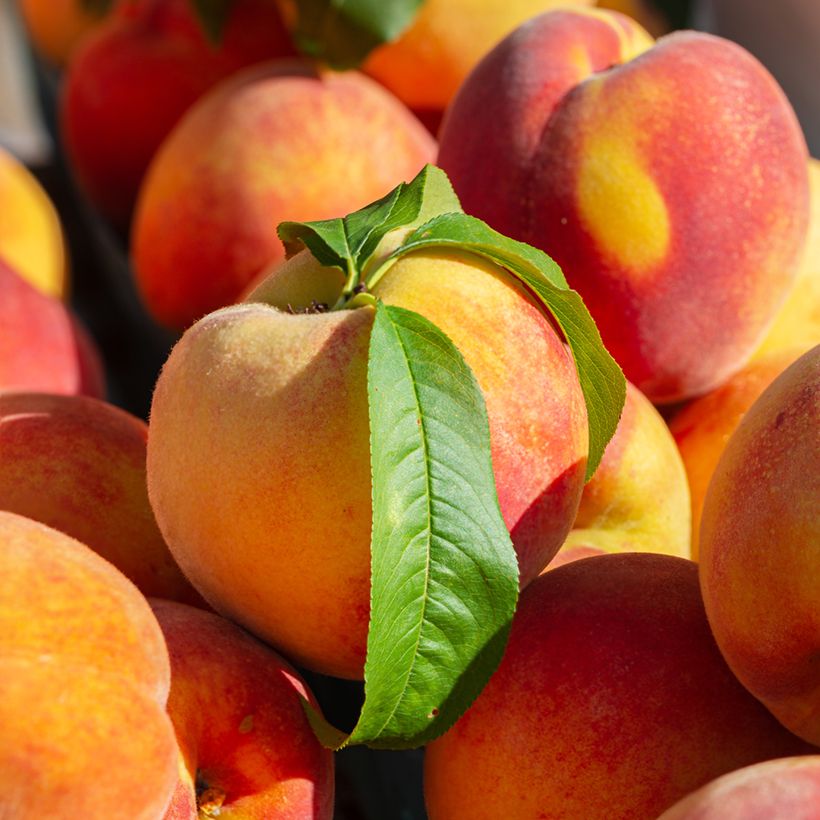Pfirsich Madeleine de Courson Bio - Prunus persica (Harvest)