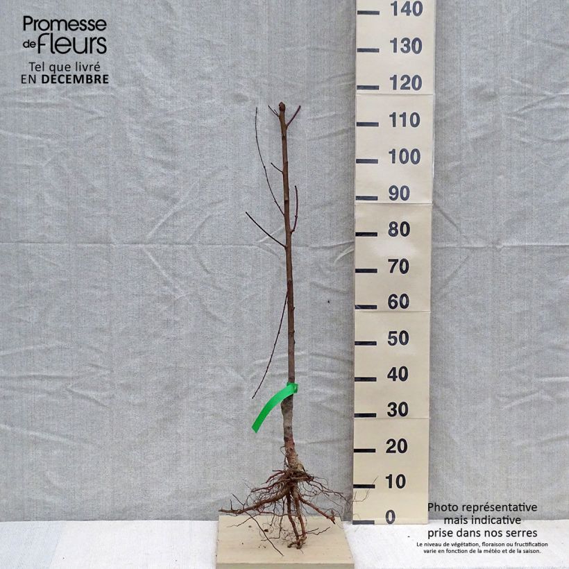 Example of Pfirsich Michelini Bio - Prunus persica Wurzelnackt, Heister as you get in hiver