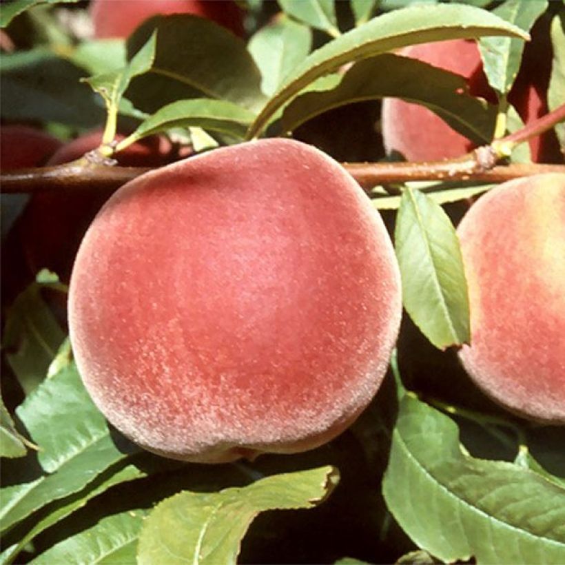 Pfirsich Michelini Bio - Prunus persica (Harvest)