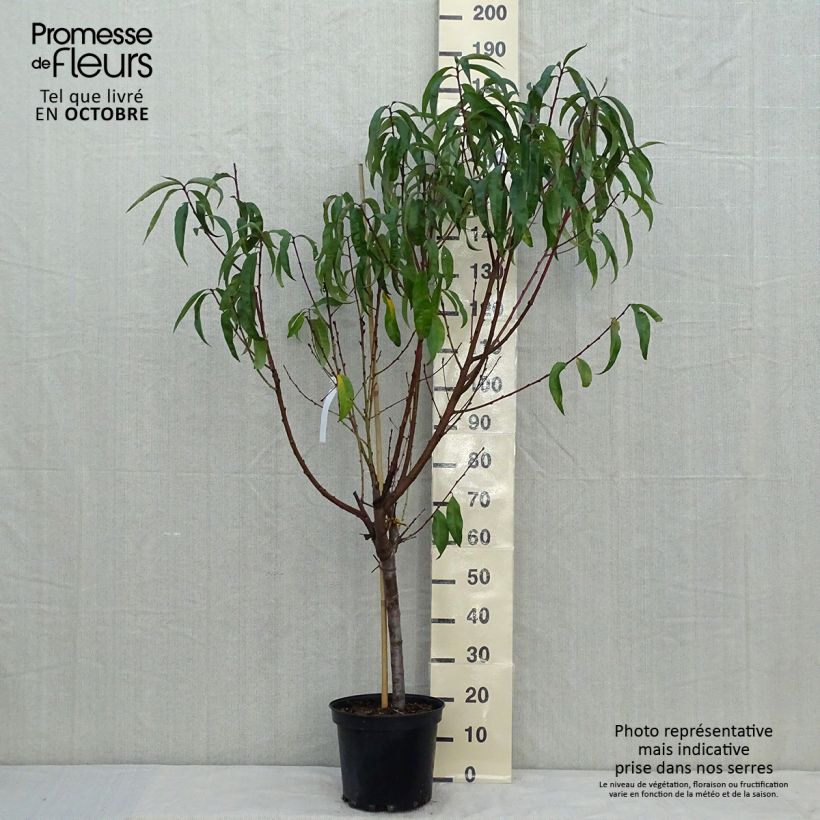 Example of Pfirsich Michelini - Prunus persica Topf mit 7,5L/10L, Gobelet-Form as you get in automne