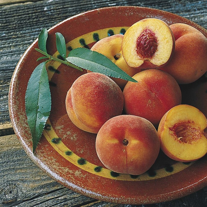 Pfirsich Orlandine 'Ferradin' - Prunus persica (Harvest)