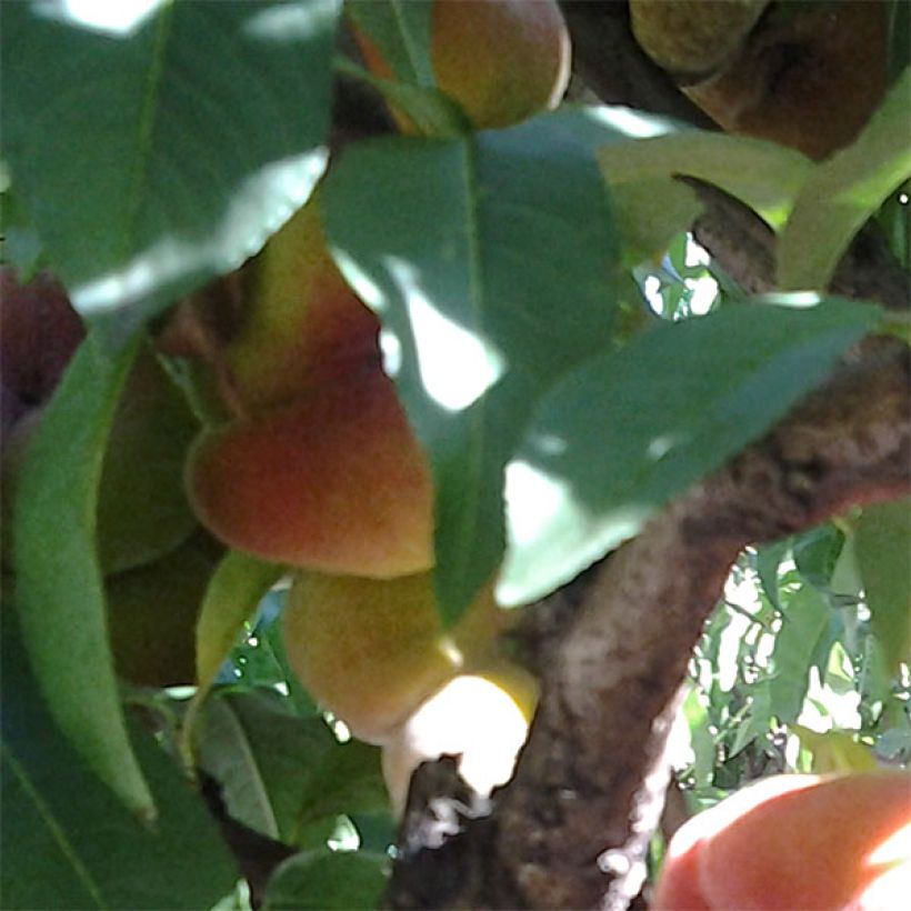Pfirsich Peento - Prunus persica (Harvest)