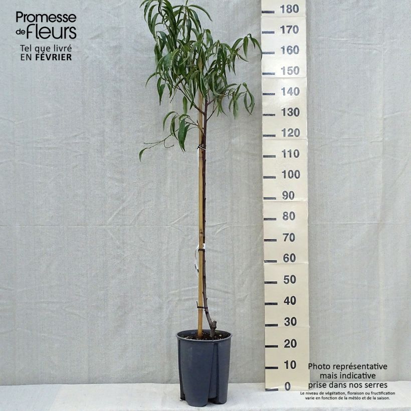 Example of Pfirsich Sanguine - Prunus persica Topf mit 7,5L/10L, Halbstamm as you get in automne