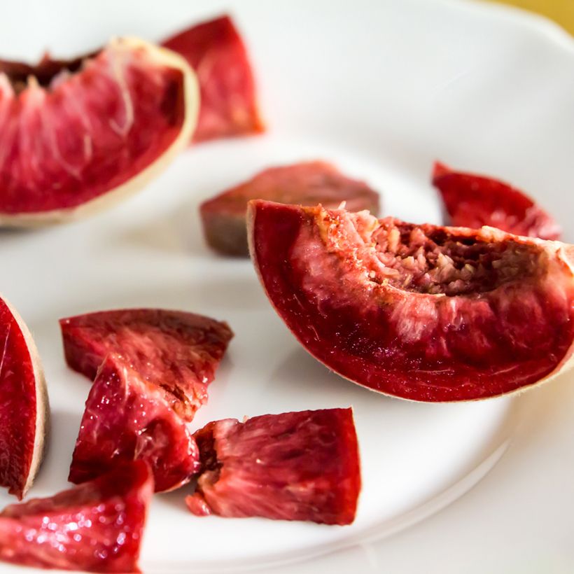 Pfirsich Red Robin Bio - Prunus persica (Harvest)