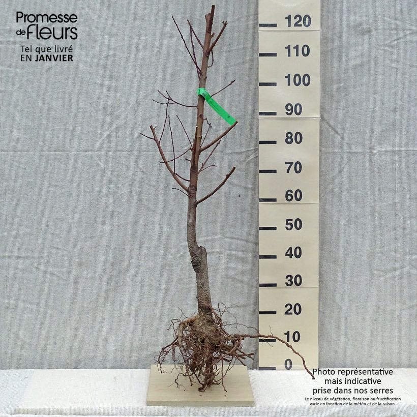 Example of Pfirsich Redhaven Bio - Prunus persica Wurzelnackt, Heister as you get in hiver