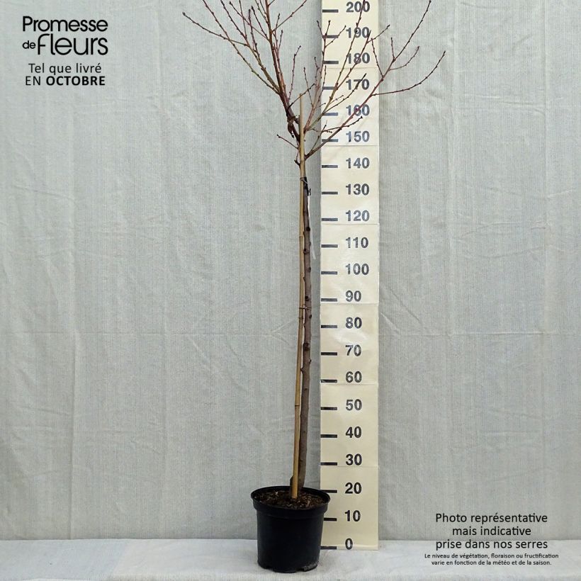Example of Pfirsich Redhaven - Prunus persica Topf mit 7,5L/10L, Halbstamm as you get in automne
