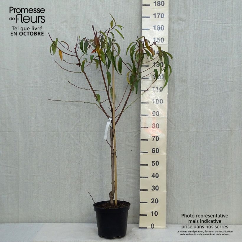 Example of Pfirsich Redhaven - Prunus persica Topf mit 7,5L/10L, Gobelet-Form as you get in automne