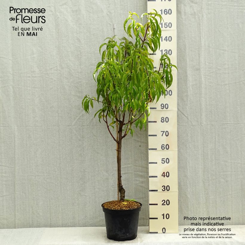 Exemplar von Pfirsich Redhaven - Prunus persica Topf mit 7,5L/10L, Gobelet-Form wie im Frühjahr geliefert
