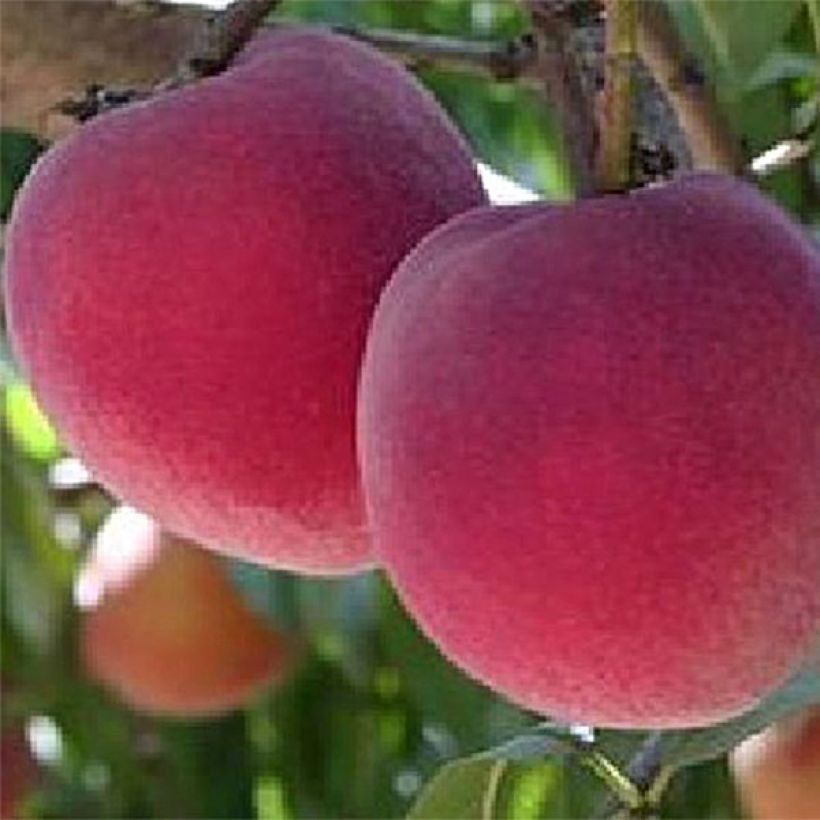 Pfirsich Reine des Vergers - Prunus persica (Harvest)