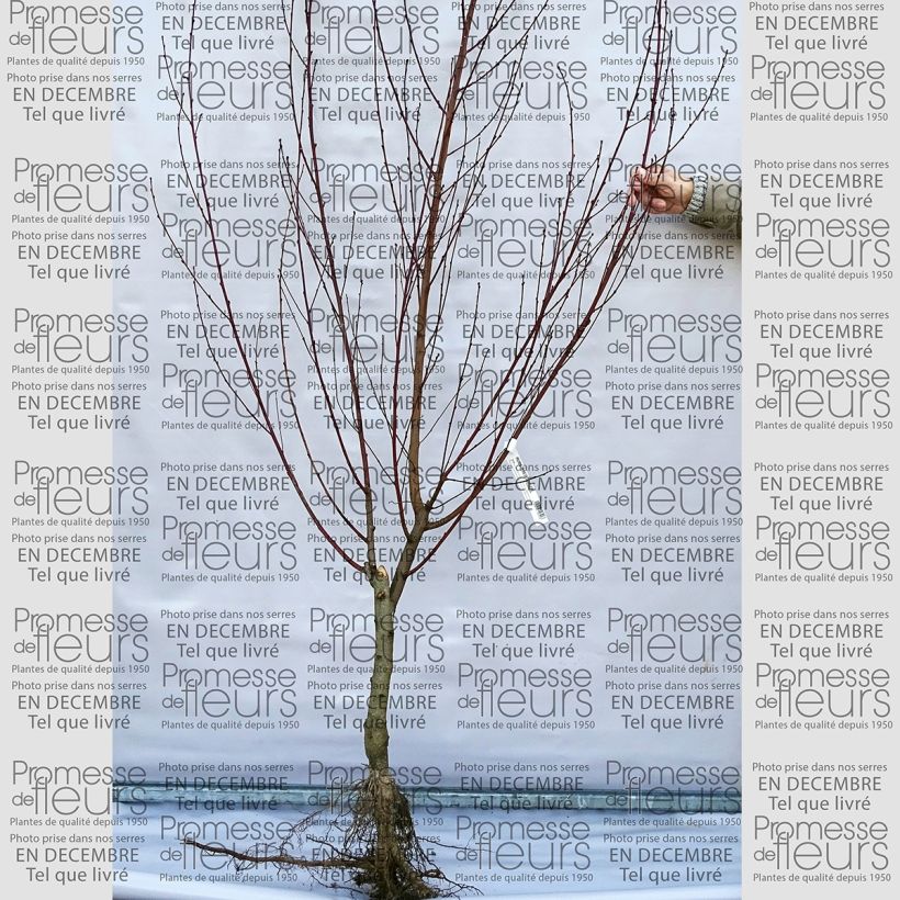 Example of Pfirsich Reine des Vergers - Prunus persica Wurzelnackt, Gobelet-Form as you get