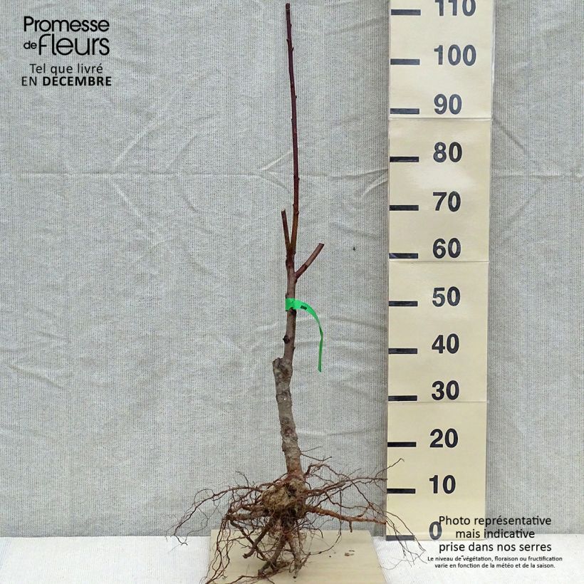 Example of Pfirsich Reine des Vergers Bio - Prunus persica Wurzelnackt, Heister as you get in hiver