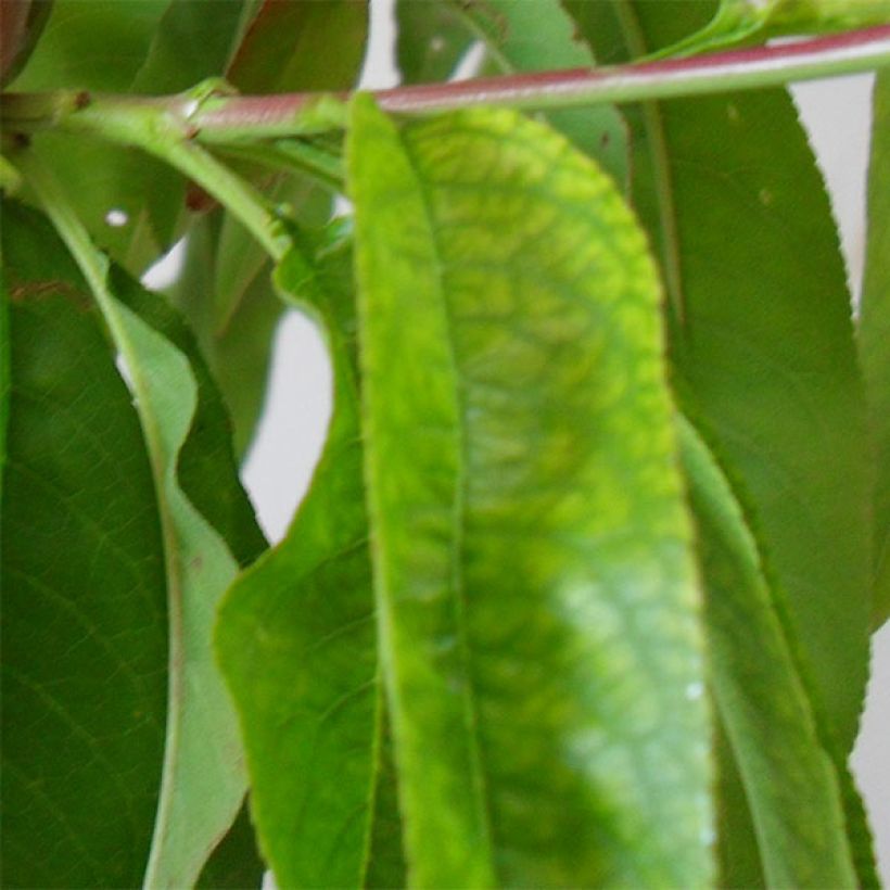 Pfirsich Robin - Prunus persica (Foliage)