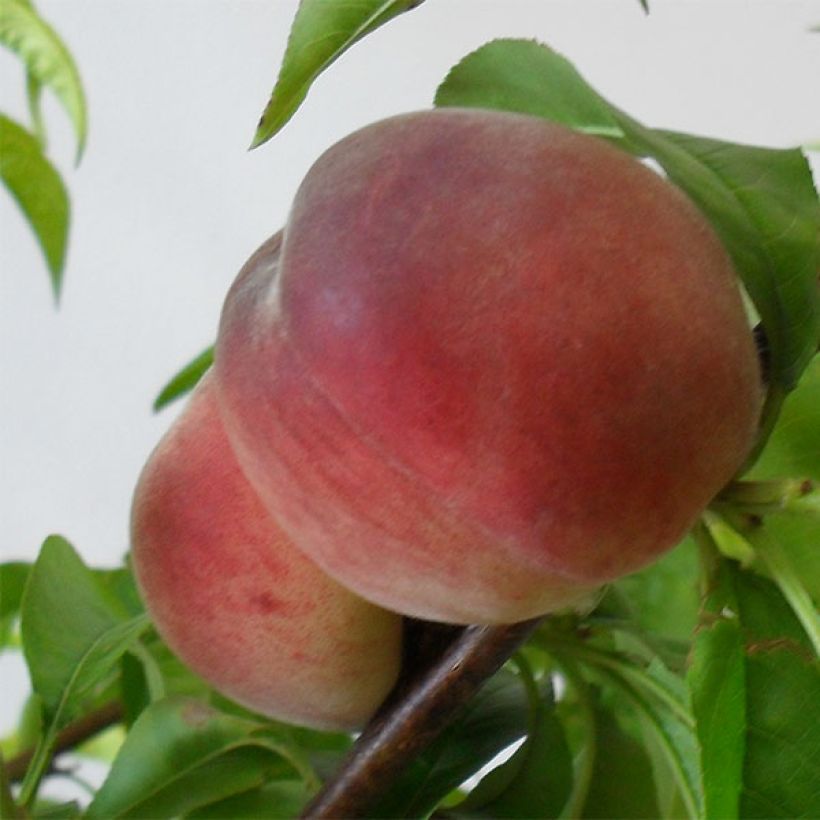 Pfirsich Robin - Prunus persica (Harvest)
