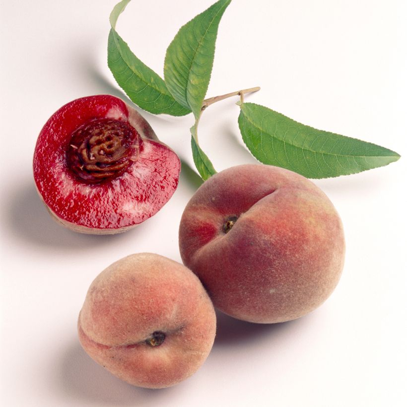 Pfirsich Sanguine de Ferlay - Prunus persica (Harvest)