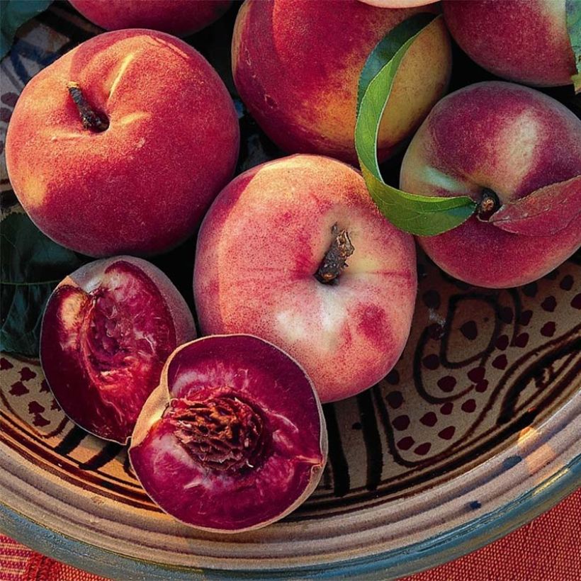 Pfirsich Sanguine de Savoie - Prunus persica (Harvest)