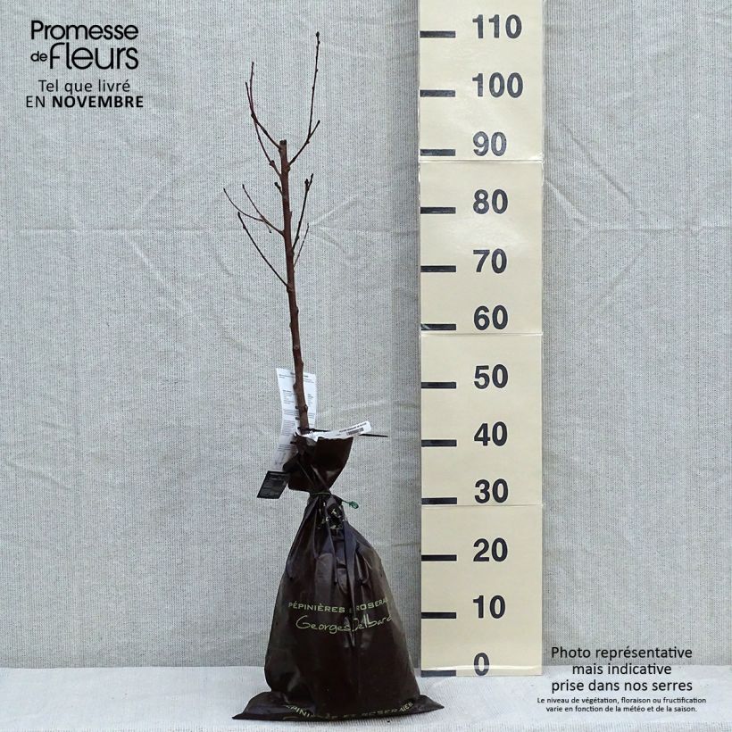 Example of Pfirsich Sanguine de Savoie - Prunus persica Plug "Fertig-zum-Pflanzen", Gobelet-Form as you get in automne
