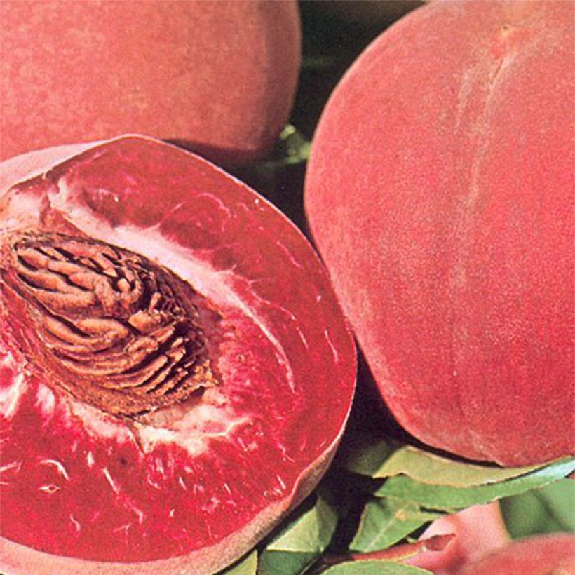 Pfirsich Sanguine vineuse - Prunus persica (Harvest)