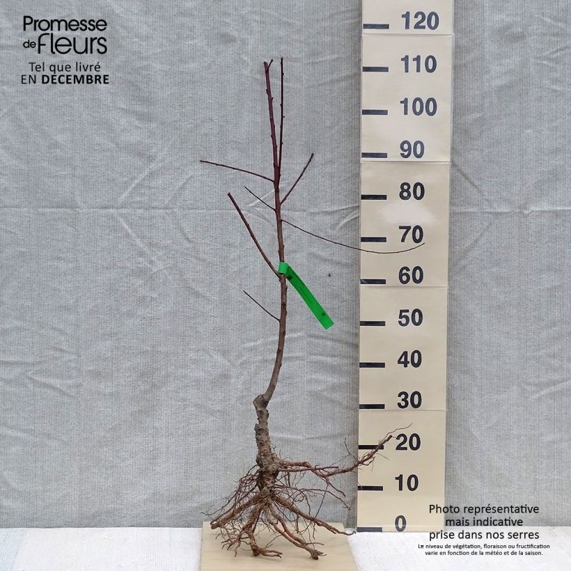 Example of Pfirsich Sanguine vineuse Bio - Prunus persica Wurzelnackt, Heister as you get in hiver