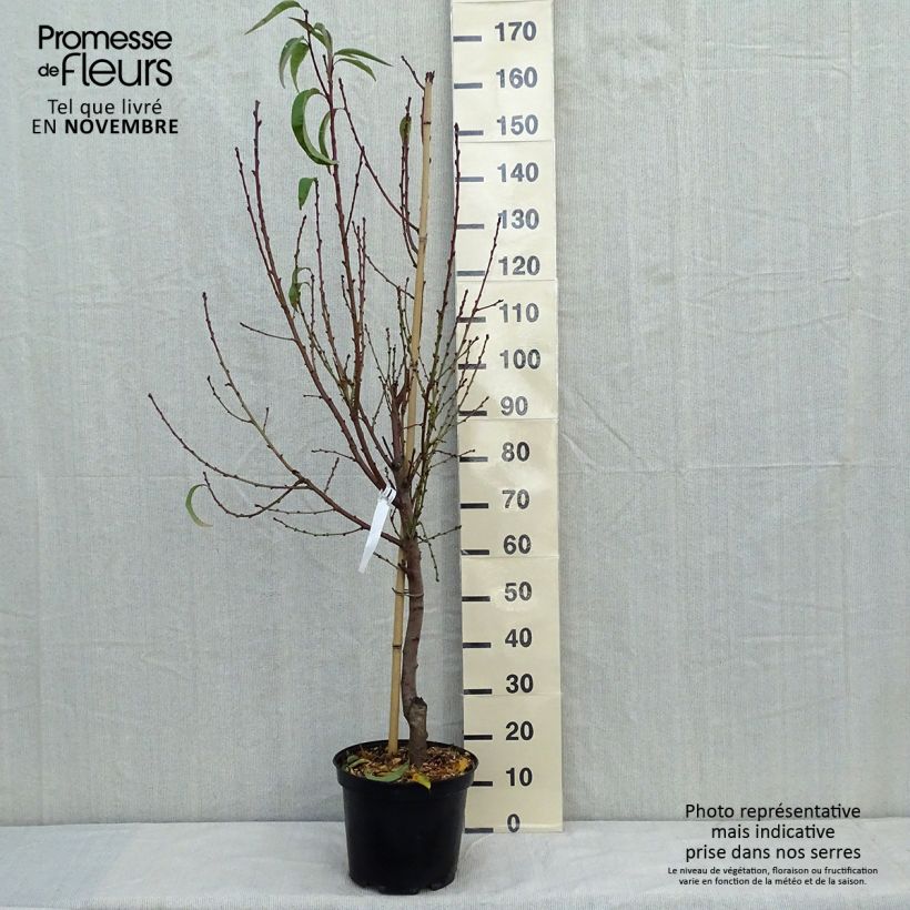 Example of Pfirsich Sanguine vineuse - Prunus persica Topf mit 7,5L/10L, Gobelet-Form as you get in automne