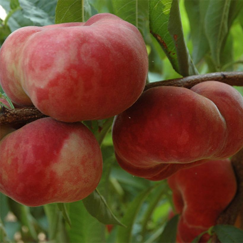 Pfirsich Sauzee Bel - Prunus persica (Harvest)