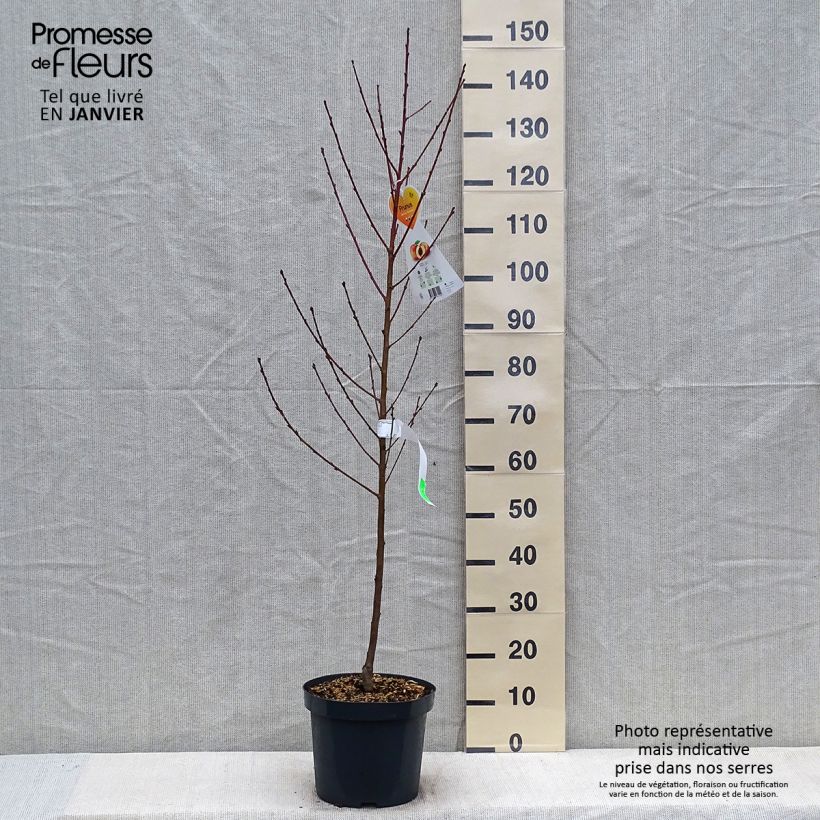 Exemplar von Pfirsich Suncrest - Prunus persica Topf mit 7,5L/10L, Gobelet-Form wie im Winter geliefert