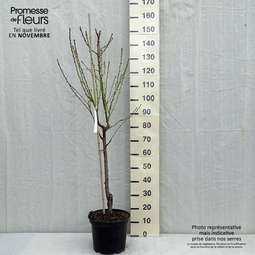 Example of Pfirsich Téton de Venus - Prunus persica Topf mit 7,5L/10L, Gobelet-Form as you get in automne
