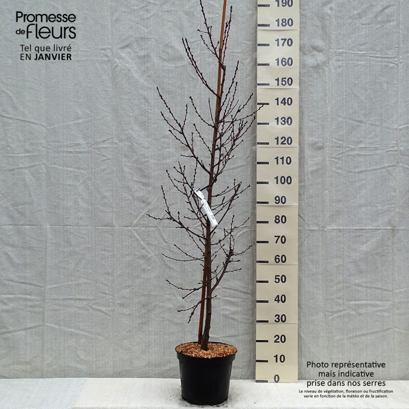 Exemplar von Zierpfirsich Taoflora Pink - Prunus persica Topf mit 7,5L/10L wie im Winter geliefert