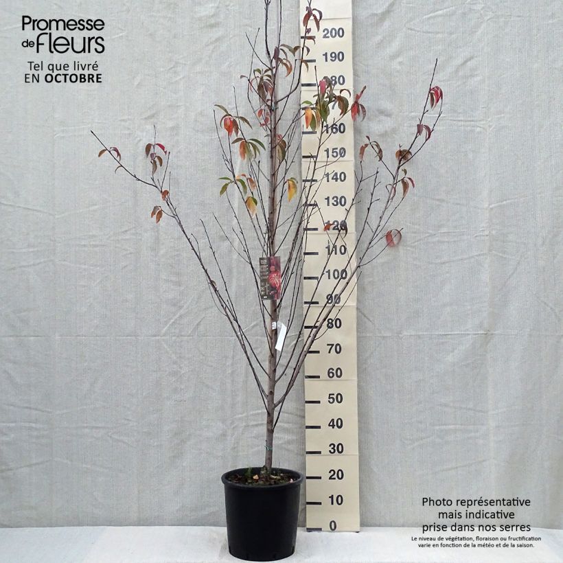 Example of Zierpfirsich Taoflora Red - Prunus persica Topf mit 7,5L/10L as you get in automne