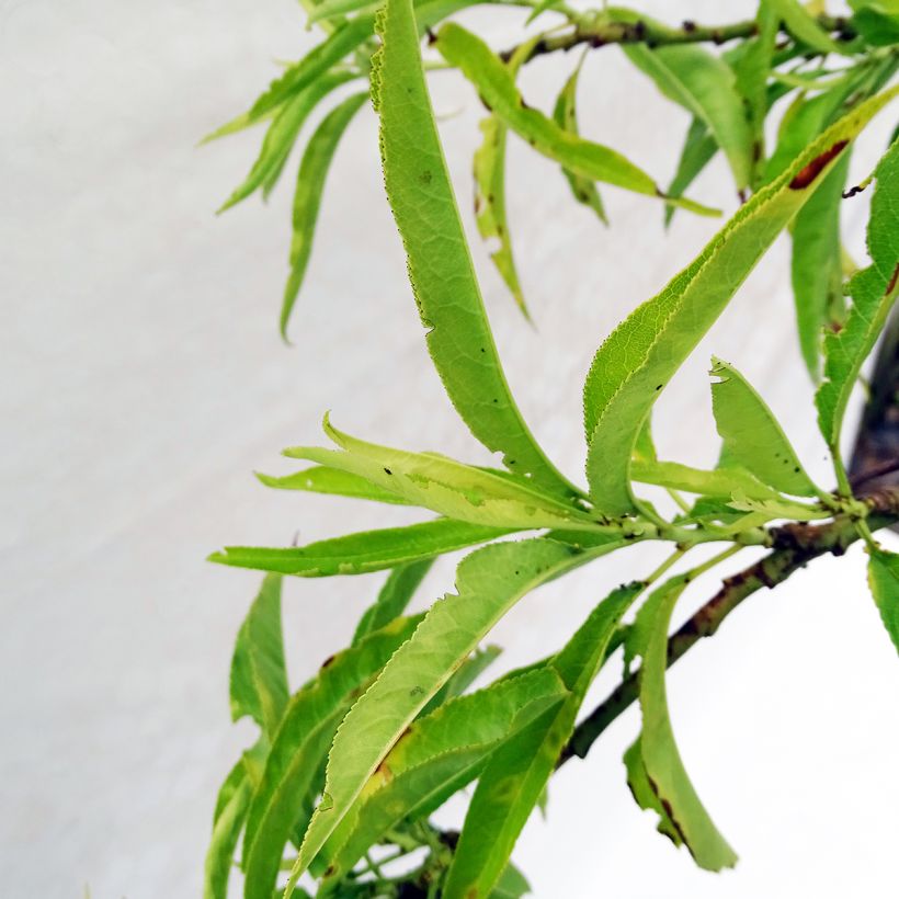 Zierpfirsich Taoflora White - Prunus persica (Foliage)