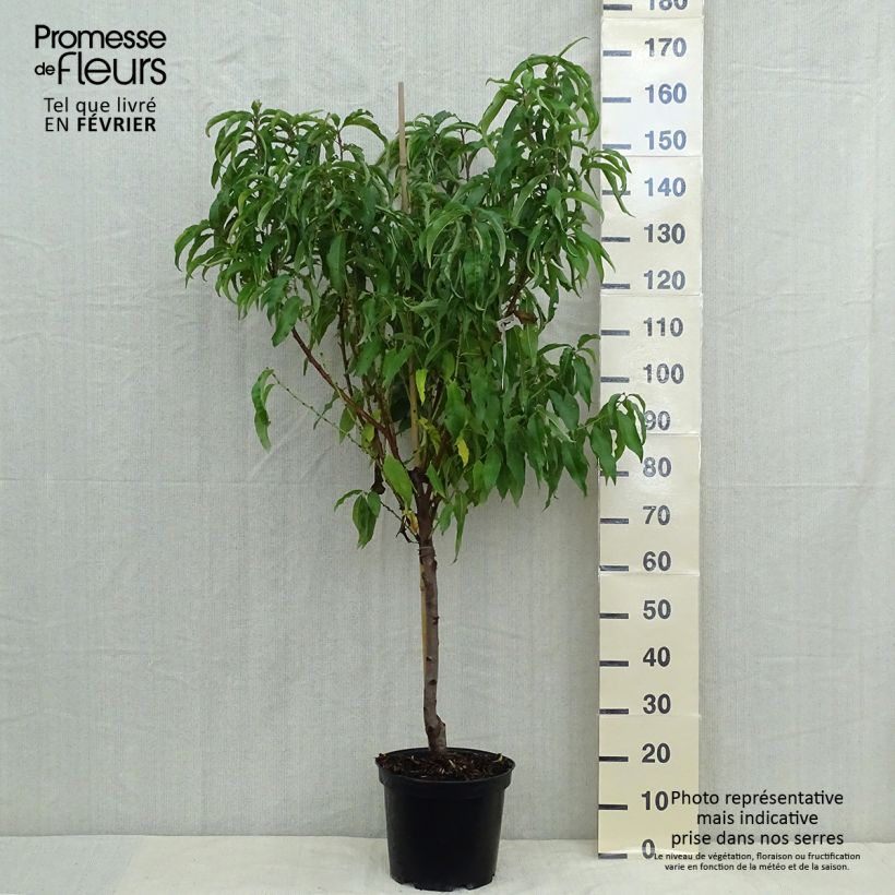 Example of Pfirsich Vigne jaune - Prunus persica Topf mit 7,5L/10L, Gobelet-Form as you get in automne