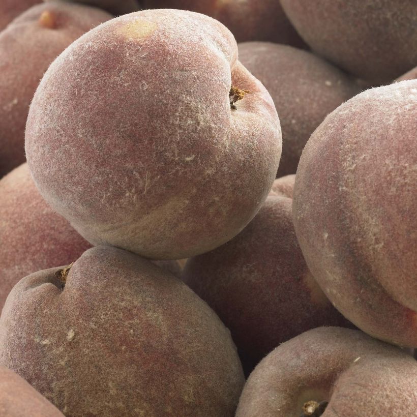 Pfirsich Vigne Sanguine - Prunus persica (Harvest)