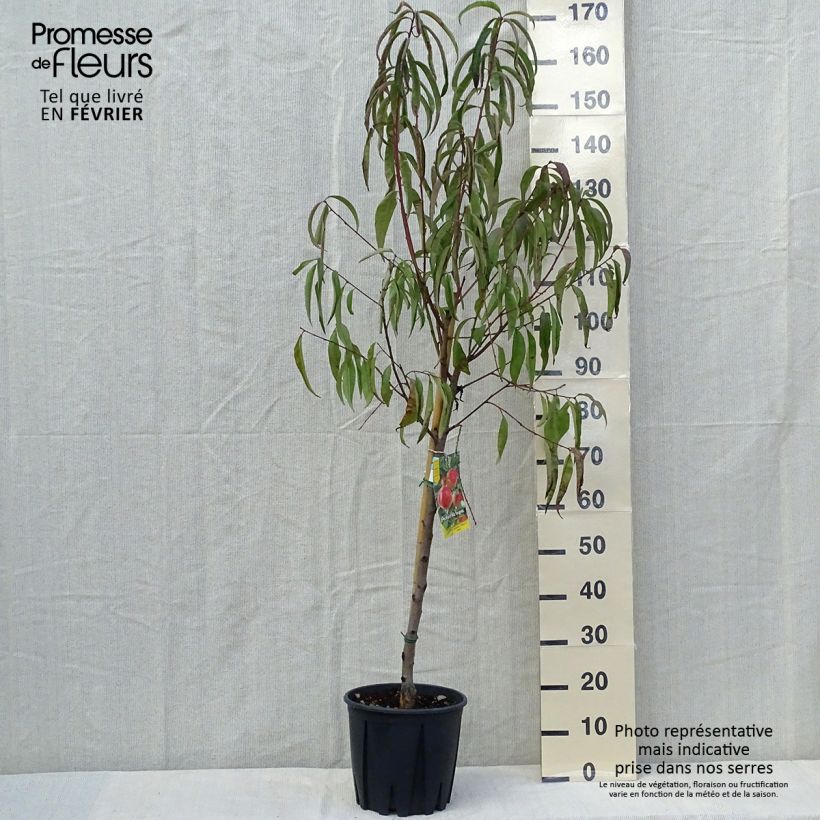 Example of Pfirsich Vigne blanche - Prunus persica Topf mit 7,5L/10L, Gobelet-Form as you get in automne