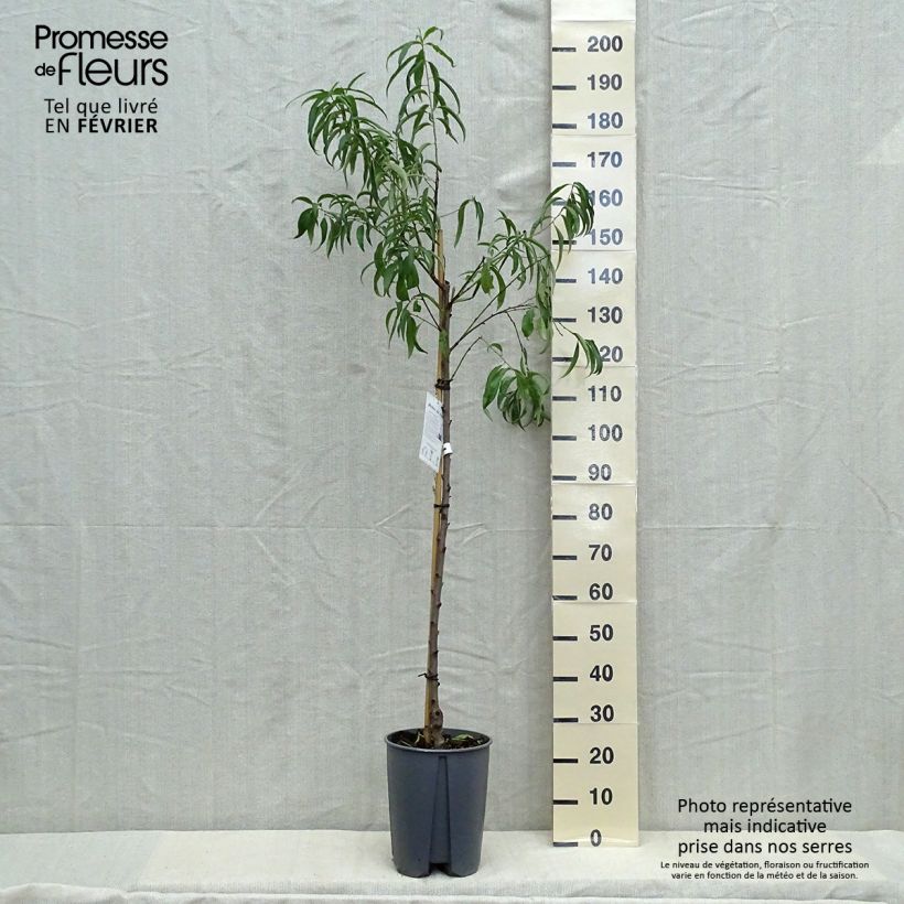 Example of Pfirsich Vigne blanche - Prunus persica Topf mit 12L/15L, Halbstamm as you get in automne