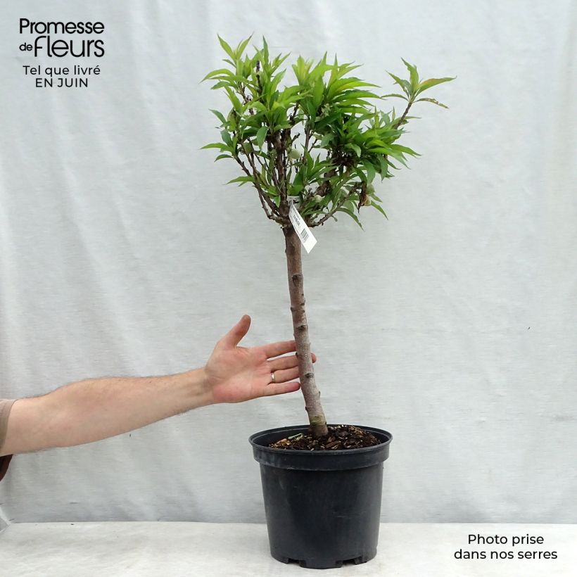 Example of Pfirsich Amber Pix Zee - Prunus persica Topf mit 6L/7L, Zwergform as you get in ete