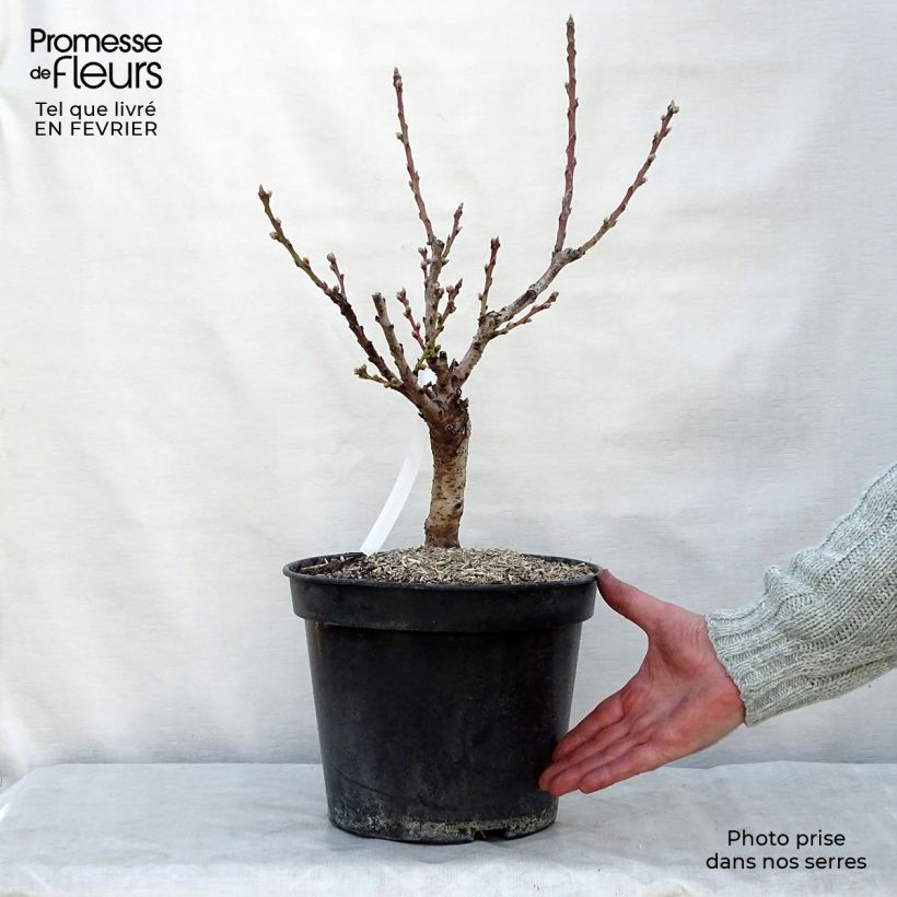 Exemplar von Pfirsich Amber Pix Zee - Prunus persica Topf mit 6L/7L, Zwergform wie im Winter geliefert