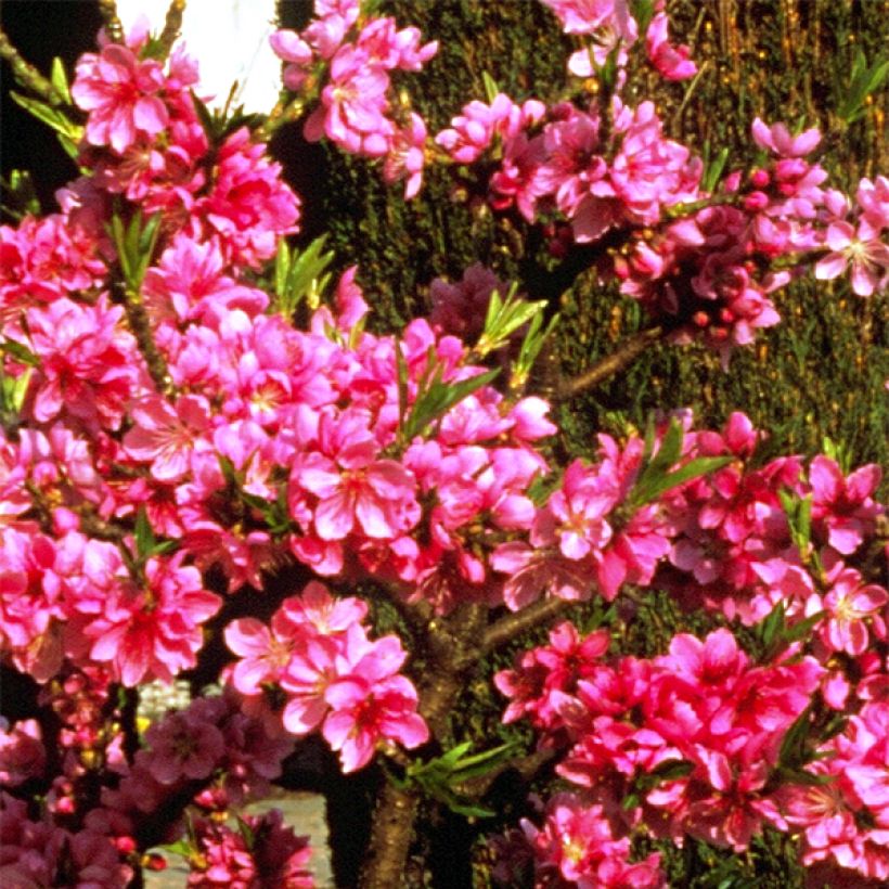 Zwerg-Pfirsich Diamond Zaipevi - Prunus persica (Flowering)