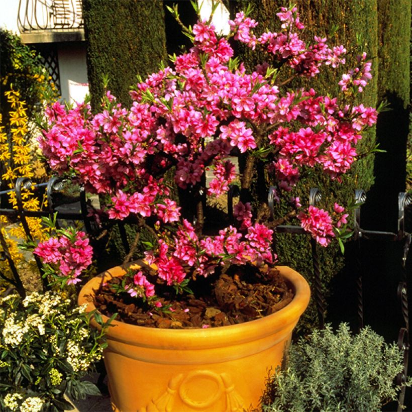 Zwerg-Pfirsich Diamond Zaipevi - Prunus persica (Plant habit)