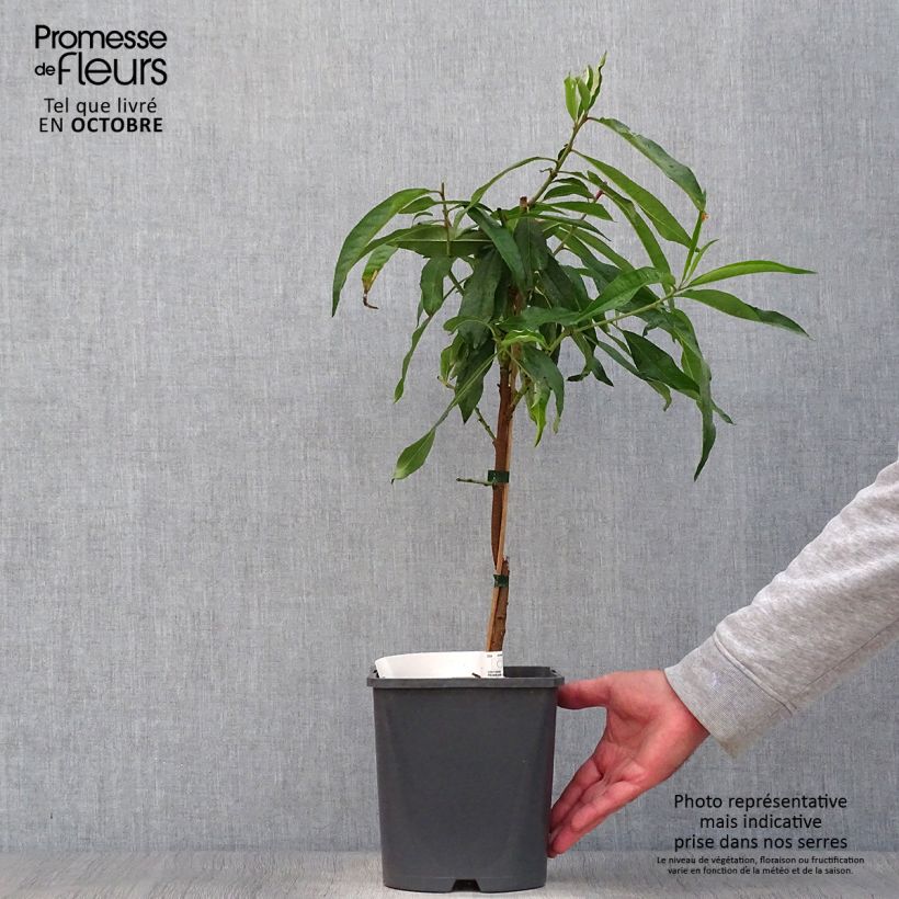 Example of Zwerg-Pfirsich Fruit Me Peach Me Donut - Prunus persica Topf mit 4L/5L, Zwergform as you get in automne