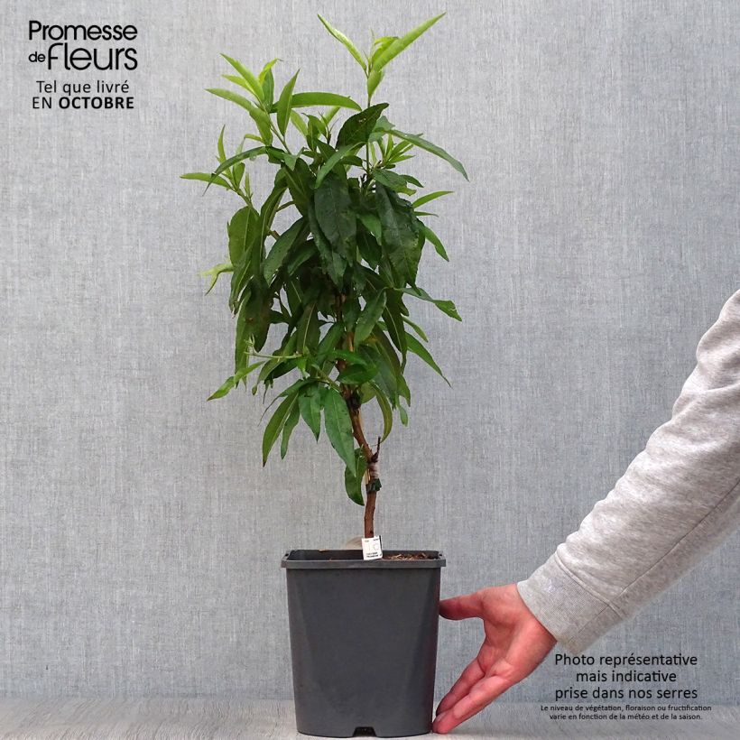Example of Zwerg-Pfirsich Fruit Me Peach Me Red - Prunus persica Topf mit 4L/5L, Zwergform as you get in automne