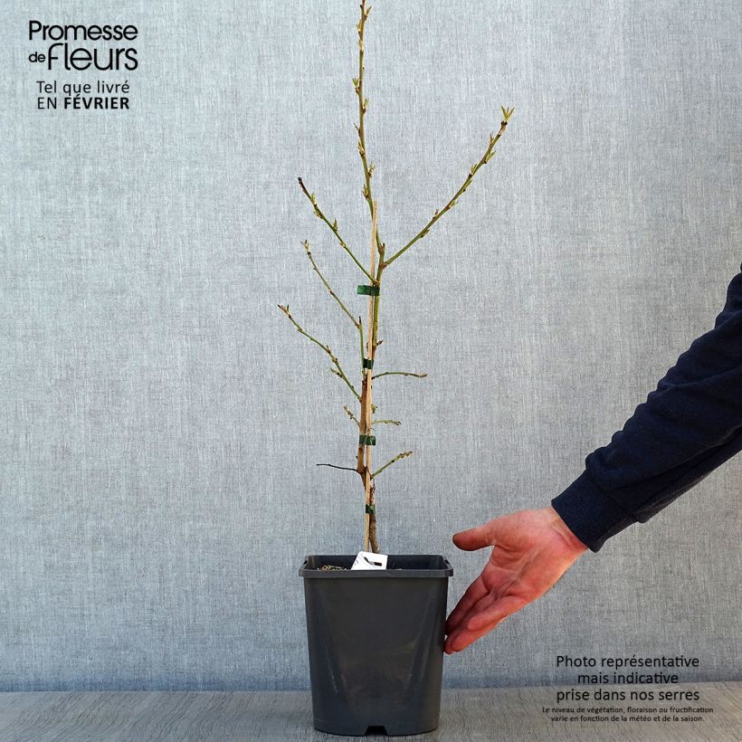 Exemplar von Zwerg-Pfirsich Fruit Me Peach Me Red - Prunus persica Topf mit 4L/5L, Zwergform wie im Winter geliefert