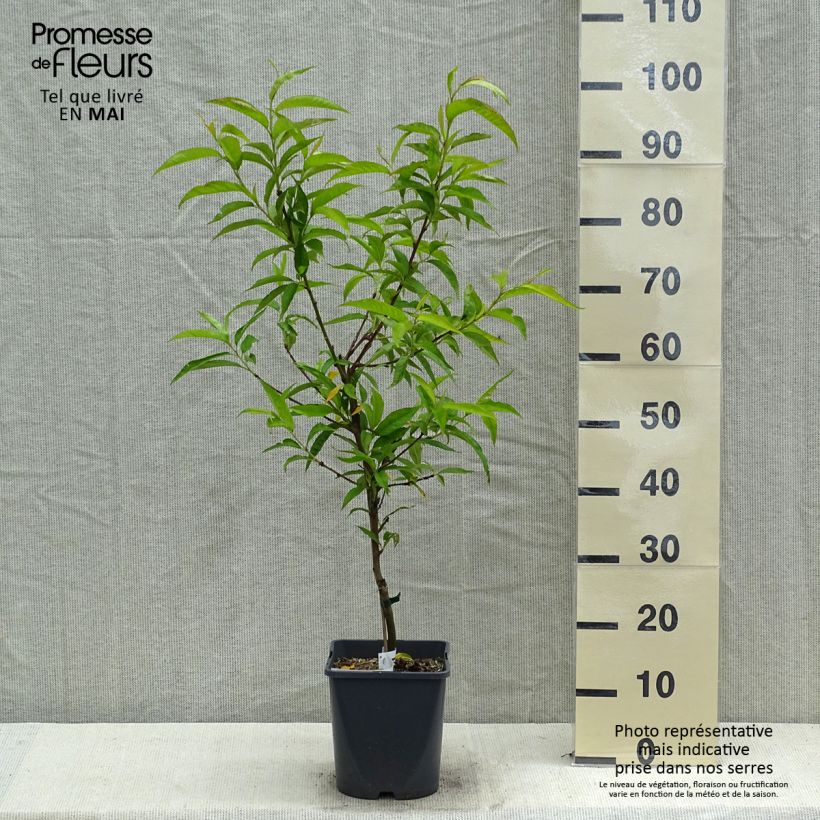 Exemplar von Zwerg-Pfirsich Fruit Me Peach Me Red - Prunus persica Topf mit 4L/5L, Zwergform wie im Frühjahr geliefert