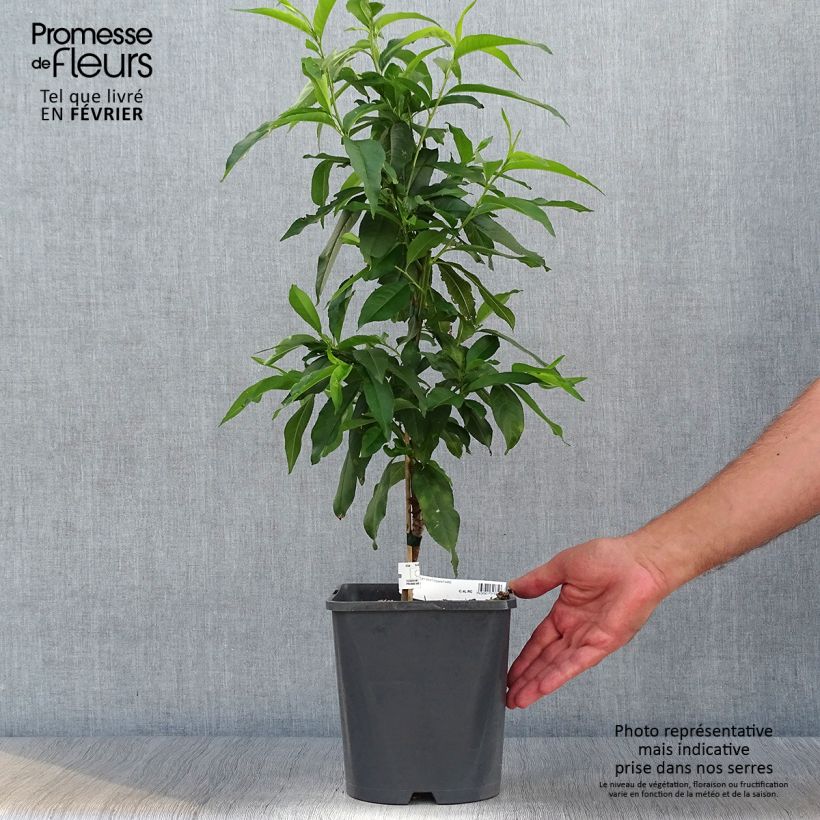 Example of Zwerg-Pfirsich Fruit Me Peach Me Yellow - Prunus persica Topf mit 4L/5L, Zwergform as you get in automne