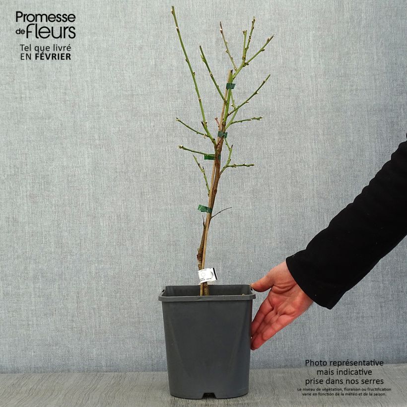 Exemplar von Zwerg-Pfirsich Fruit Me Peach Me Yellow - Prunus persica Topf mit 4L/5L, Zwergform wie im Winter geliefert