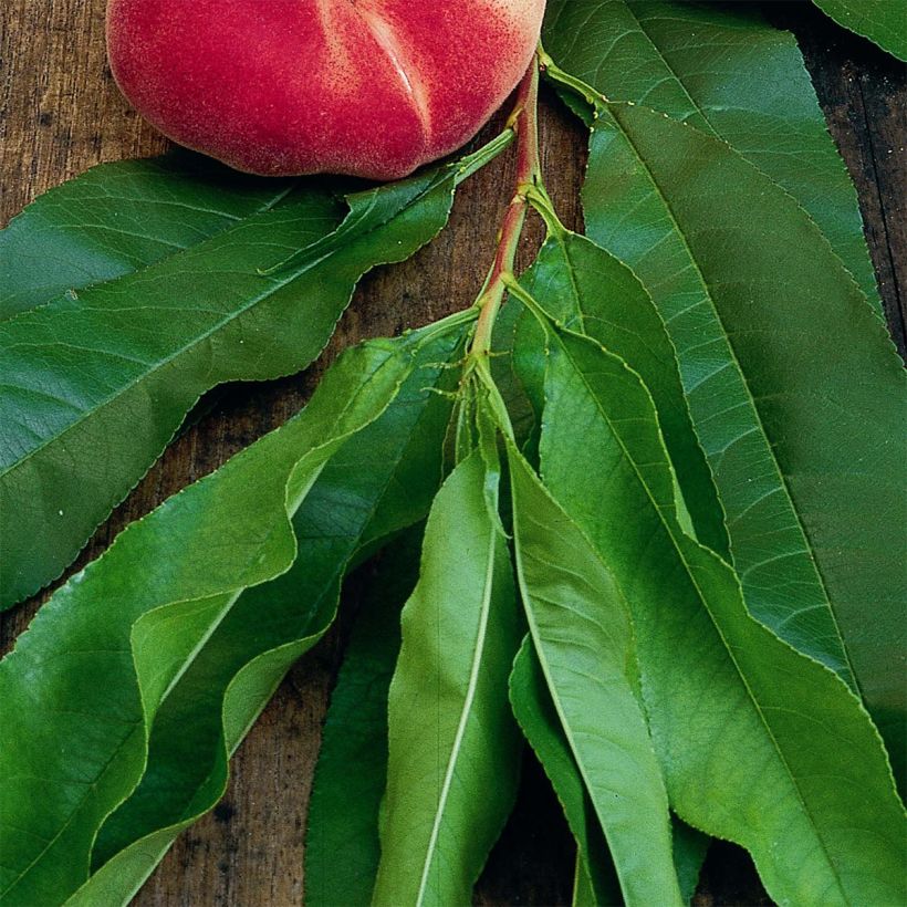 Zwerg-Pfirsich Fruit Me Peach Me Donut - Prunus persica (Foliage)