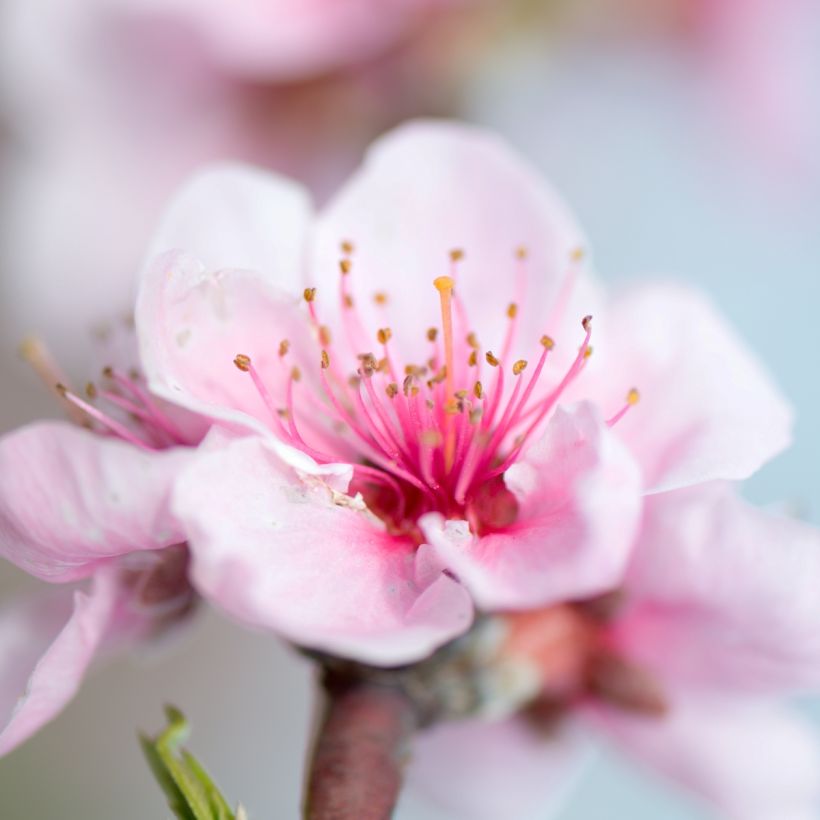 Zwerg-Pfirsich Fruit Me Peach Me Donut - Prunus persica (Flowering)
